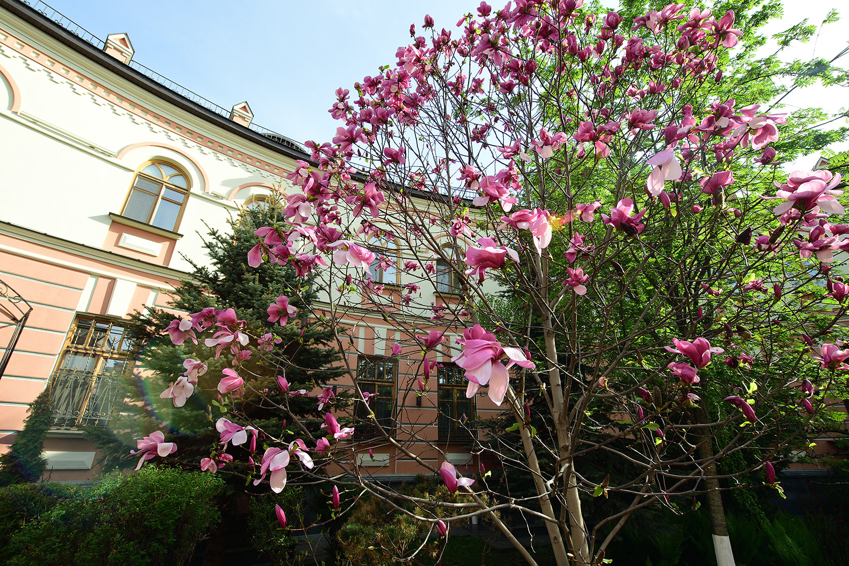 Весеннее цветение в Покровском женском монастыре